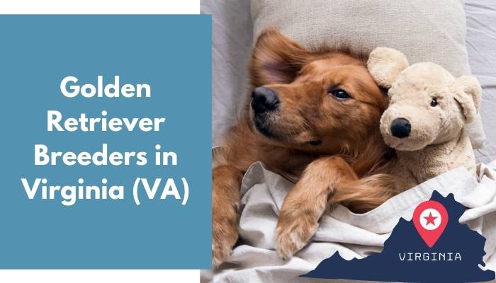 33 Golden Retriever Breeders In Virginia Va Golden Retriever Puppies For Sale Animalfate