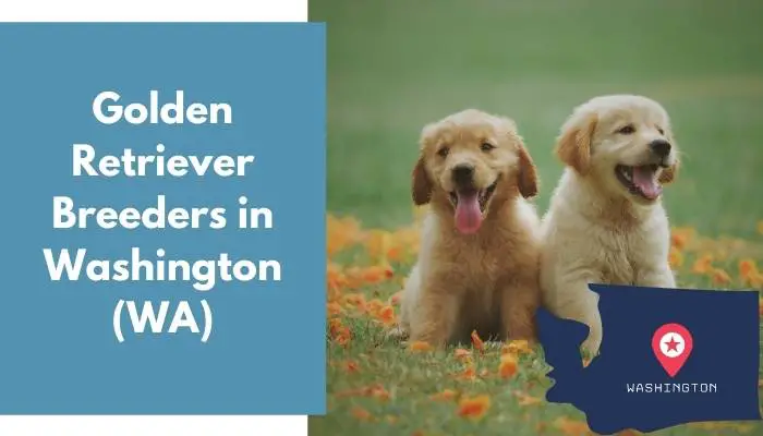 Golden Retriever Breeders in Washington WA