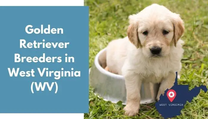 Golden Retriever Breeders in West Virginia WV