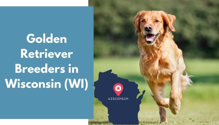 Golden Retriever Breeders in Wisconsin WI