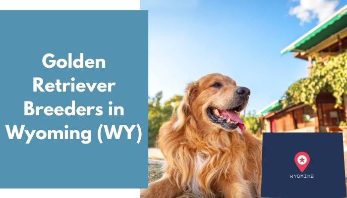 Golden Retriever Breeders in Wyoming WY