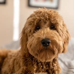 Goldendoodle Breeders Category