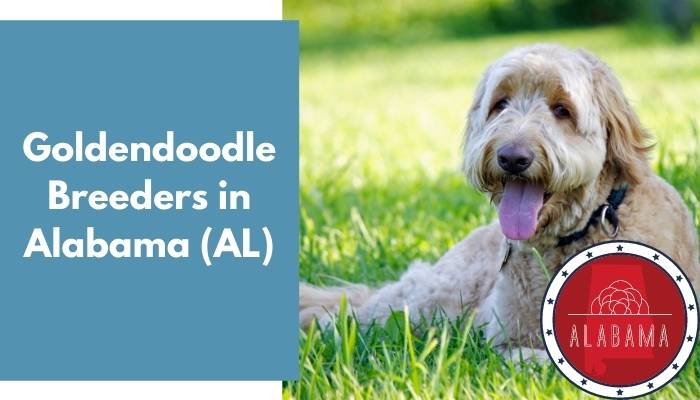 Goldendoodle Breeders in Alabama AL