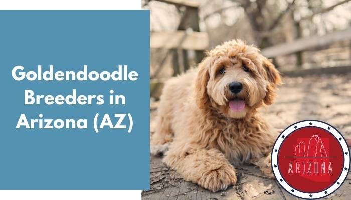 Goldendoodle Breeders in Arizona AZ