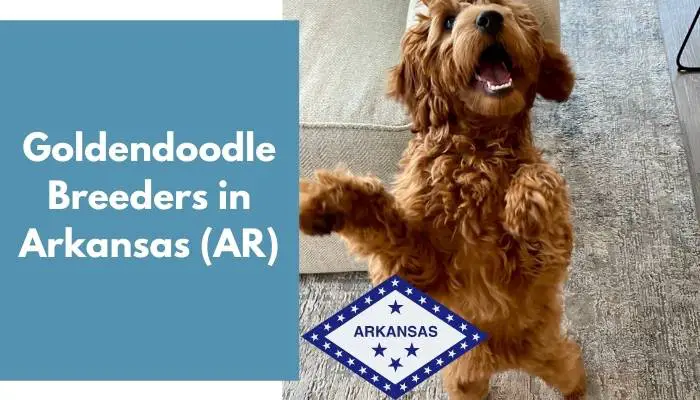 Goldendoodle Breeders in Arkansas AR