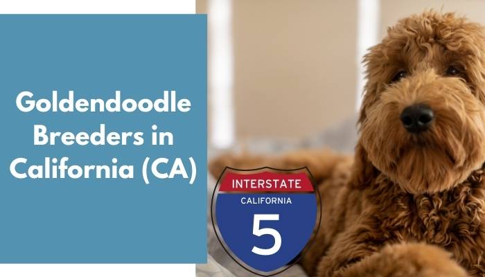 Goldendoodle Breeders in California CA