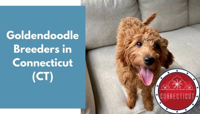 Goldendoodle Breeders in Connecticut CT