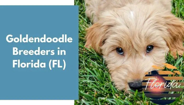 Goldendoodle Breeders in Florida FL