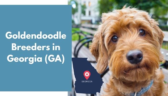 Goldendoodle Breeders in Georgia GA