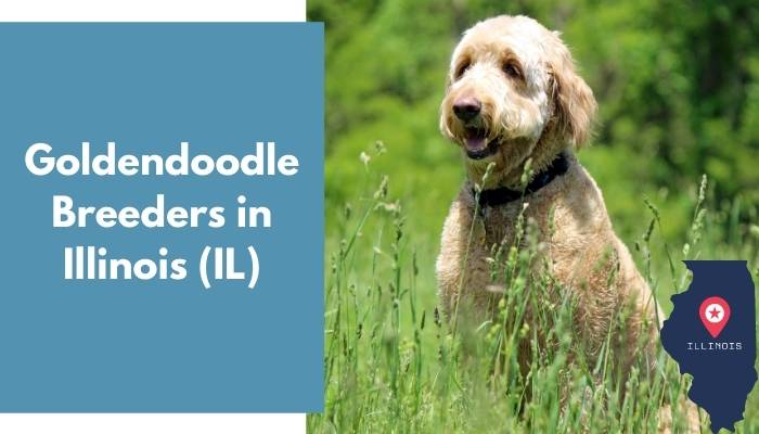 Goldendoodle Breeders in Illinois IL