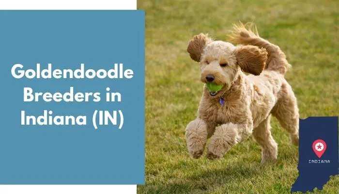 Goldendoodle Breeders in Indiana IN