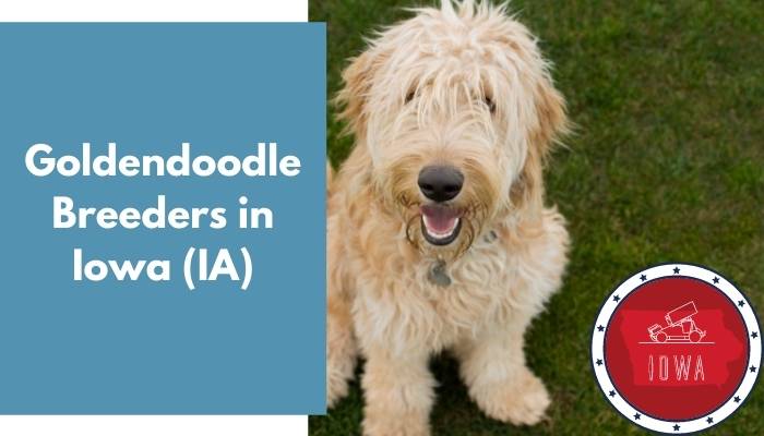 Goldendoodle Breeders in Iowa IA