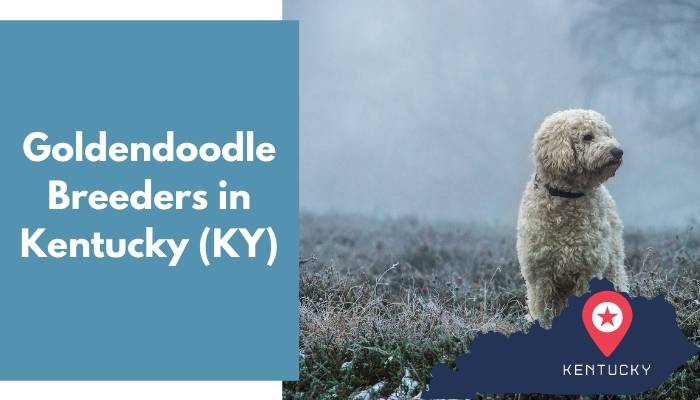 Goldendoodle Breeders in Kentucky KY