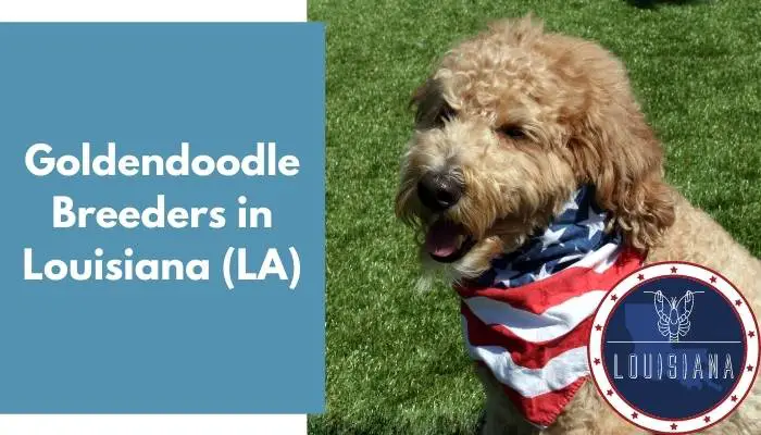 Goldendoodle Breeders in Louisiana LA