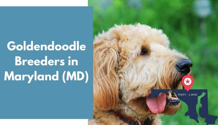 Goldendoodle Breeders in Maryland MD