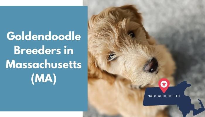 Goldendoodle Breeders in Massachusetts MA