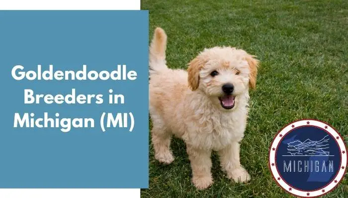 Goldendoodle Breeders in Michigan MI