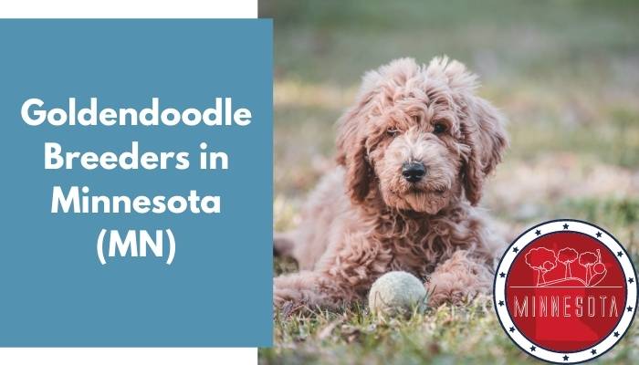 Goldendoodle Breeders in Minnesota MN