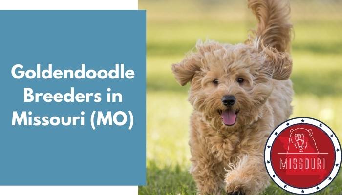 Goldendoodle Breeders in Missouri MO