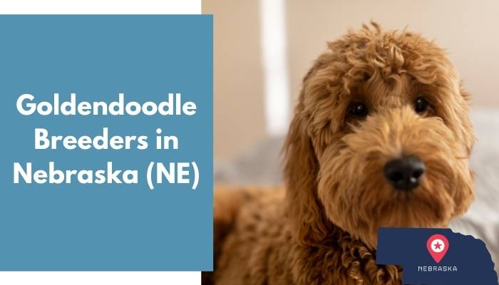 Goldendoodle Breeders in Nebraska NE