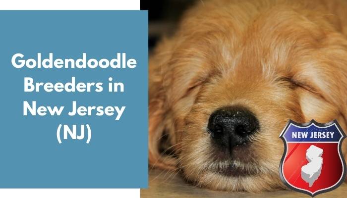 Goldendoodle Breeders in New Jersey NJ