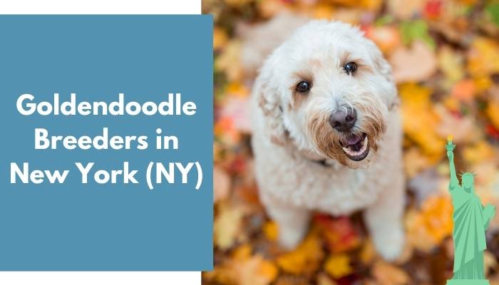 Goldendoodle Breeders in New York NY