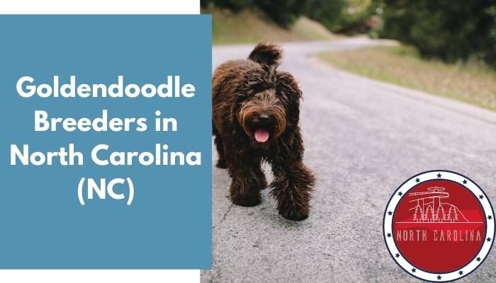 Goldendoodle Breeders in North Carolina NC