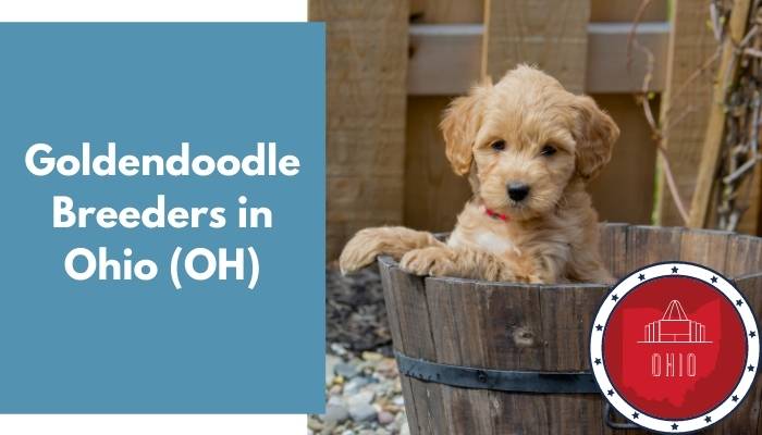 Goldendoodle Breeders in Ohio OH
