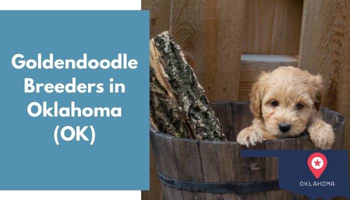 Goldendoodle Breeders in Oklahoma OK