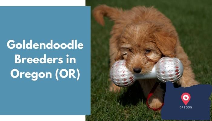 Goldendoodle Breeders in Oregon OR