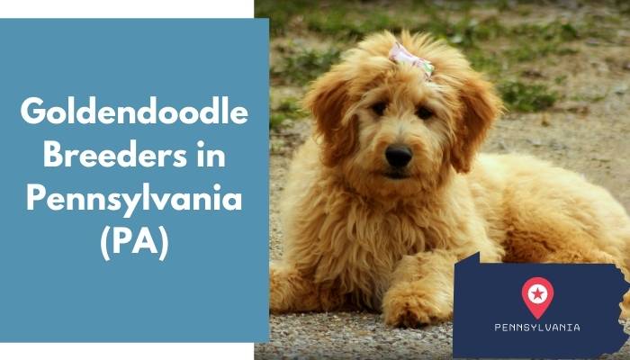 33 Goldendoodle Breeders In Pennsylvania Pa Goldendoodle Puppies For Sale Animalfate