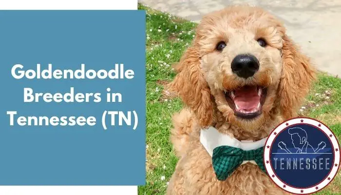 Goldendoodle Breeders in Tennessee TN