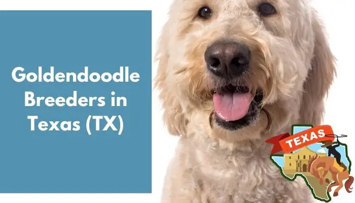 Goldendoodle Breeders in Texas TX
