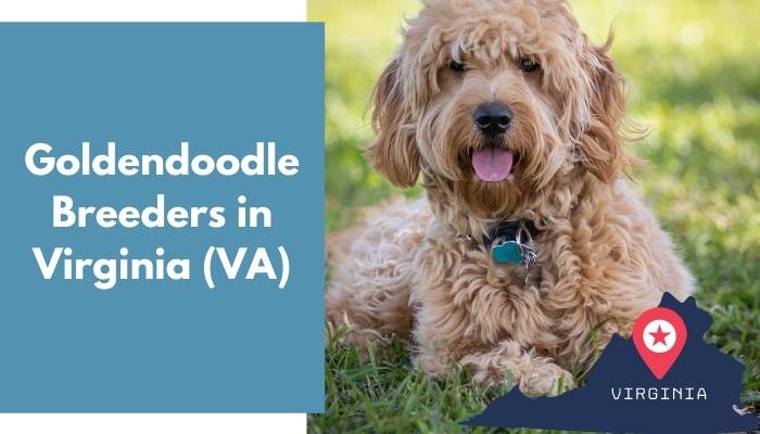 Goldendoodle Breeders in Virginia VA