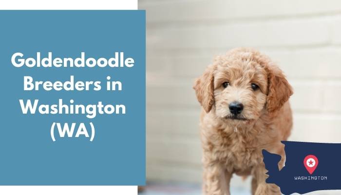 Goldendoodle Breeders in Washington WA