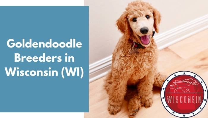 Goldendoodle Breeders in Wisconsin WI