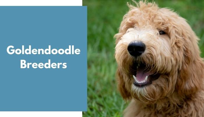 Goldendoodle Breeders