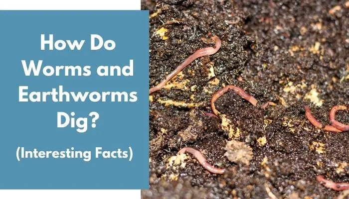 How Do Worms and Earthworms Dig