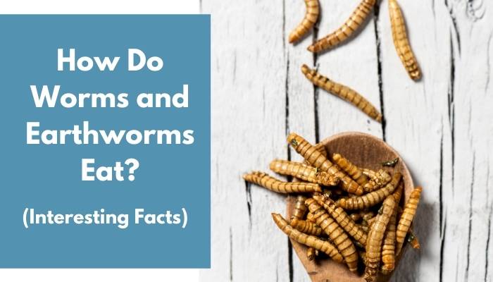 How Do Worms and Earthworms Eat