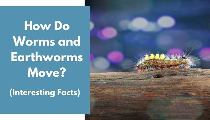 How Do Worms and Earthworms Move