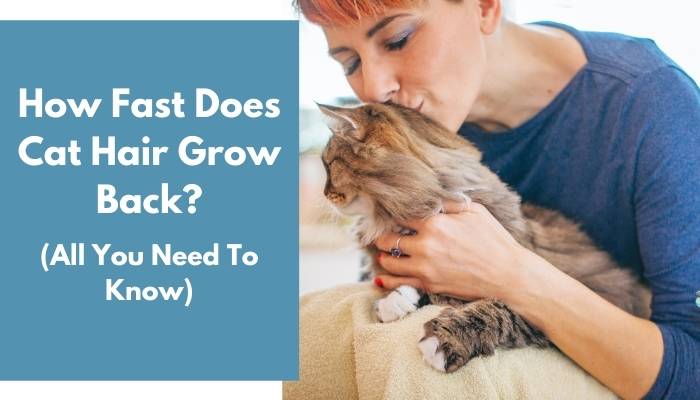 How Fast Does Cat Hair Grow Back