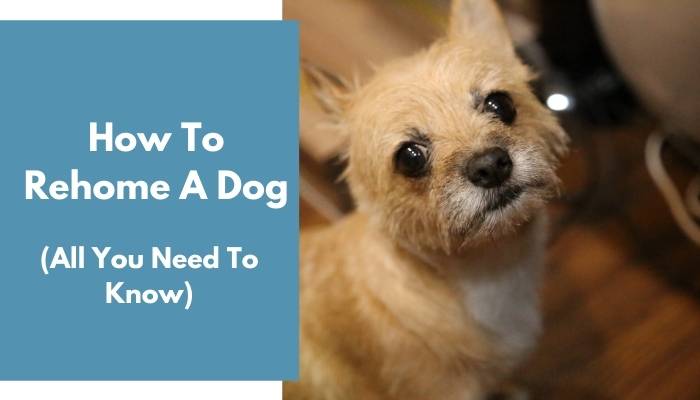 How To Rehome A Dog