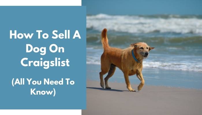 How To Sell A Dog On Craigslist