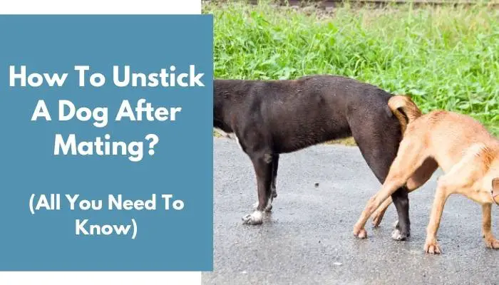 How To Unstick A Dog After Mating