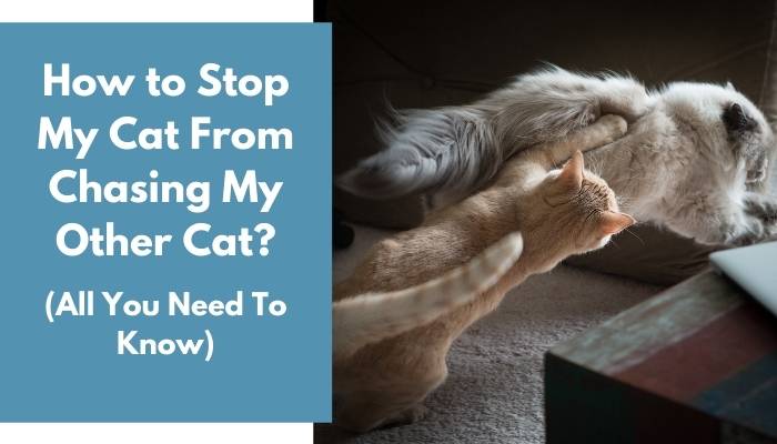 How to Stop My Cat From Chasing My Other Cat