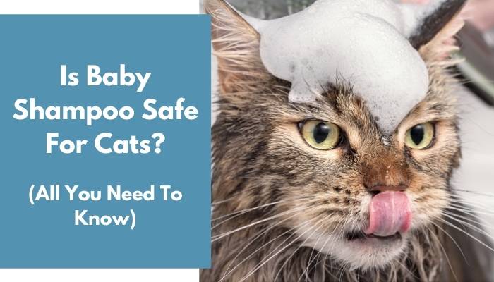 Is Baby Shampoo Safe For Cats? 