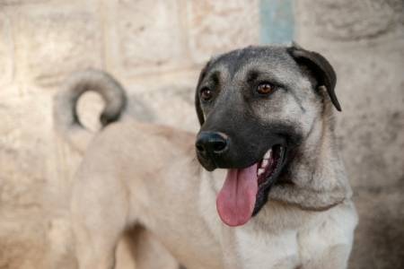 Kangals