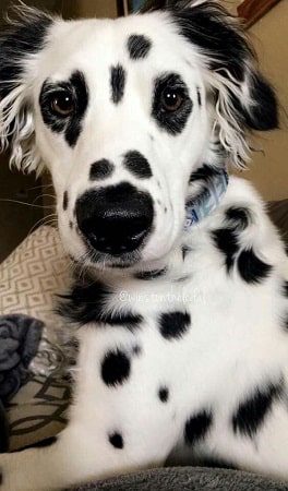 Long-haired Dalmatian