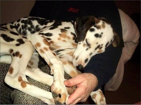 Multi-colored Dalmatian