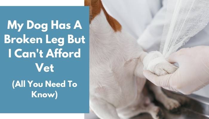 My Dog Has A Broken Leg But I Can't Afford Vet